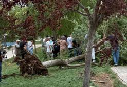 Fırtına kenti vurdu! Otobüs durağı ve ağaçlar devrildi