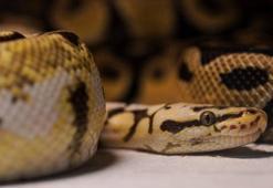 Bu ülkelerde hiç yılan yok! İşte dünyada hiç yılan olmayan ülkelerin listesi