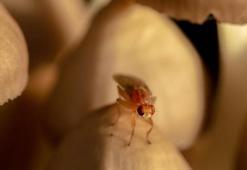 Yaz keyfini kaçıran minik sineklere karşı tam kılavuz! Su neredeyse onlar da orada, böyle yapın