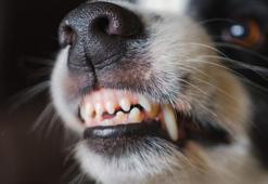 Hayvanlar dişlerini hiç fırçalamıyor ama çürükleri neden yok?