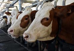 Toplanan inek sütü miktarı nisanda 981 bin 10 ton oldu