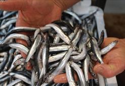 Balık avcılığında hamsi zirvedeki yerini korudu