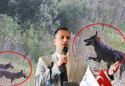 İzmir'in dağlarında görüntülendi, heyecan yarattı: Geri dönüşleri büyük bir doğa müjdesi
