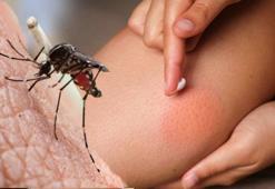 Kene mi yoksa sinek mi ısırdı? İz yuvarlaksa dikkat, anında belli ediyor