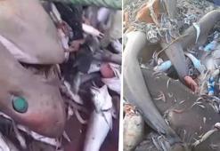 Mersin'de balıkçıların ağına takıldı: Bunlar adamı yer