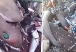 Mersin'de balıkçıların ağına takıldı: Bunlar adamı yer