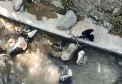 Belgeselleri aratmayan görüntüler! Karga böyle saldırdı...