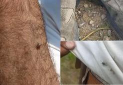 Kentte ürperten görüntü! Keneler adeta kovaladı: Radarına girince kaçamıyorsun