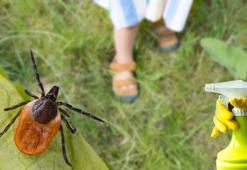 Kene savar kediotu! Kokusu işkence gibi, evde hazırlanan sprey iş bitiriyor