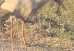 Leylek ve kartalın yılan avı kamerada