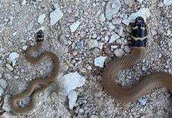 Kentte ilk defa görüldü! Siyah başlı ‘Kırbaç yılanı’ panik yarattı