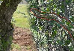 Kentte büyük panik! Metrelerce uzunluktaki dev yılanı ağaçta fark etti