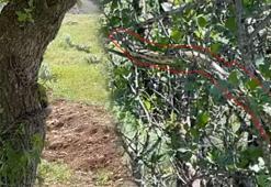 Gölgesine oturduğu ağaçta dev yılanla göz göze geldi