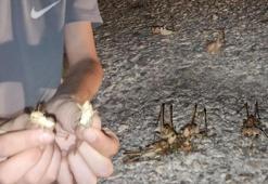 Yüzlercesi bir anda ortaya çıktı! İki şehir istila edildi