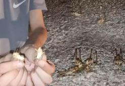 Çekirge sürüleri Antalya ve Elazığ'ı istila etti