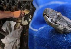 Yılan istilası! 'Sütü içmek için evlerin içine kadar girebiliyor'