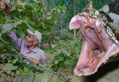 Burunlu sanıldı, boynuzlu çıktı! Fındık bahçelerinde geziyor, zehri kana karışıyor