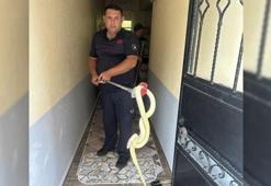Yer: Balıkesir! Ev sahibi dev yılanla karşılaşınca şoke oldu