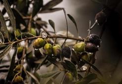 Prof. Dr. Özkaya: Zeytinlikler zarar görmeden taşınabilir