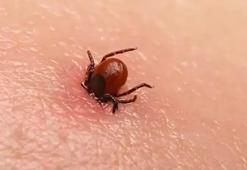 Kene ısırmasına ne yapılır ve ne yapılmaz? Kene ısırması belirtileri neler, kene ısırmasına nasıl önlem alınır ve nelere dikkat edilir?