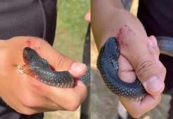 Hatay'da şoke eden olay! 'Zararsız, öldürmeyin' dediği yılan tarafından ısırıldı