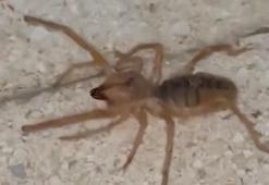 Elazığ'da panik: Et yiyen, zıplayabilen zehirli Sarıkız örümceği görüntülendi