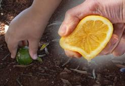 1 limonla bitkileri zırha bürüyün! Güneş işlemiyor, hastalıklardan koruyor