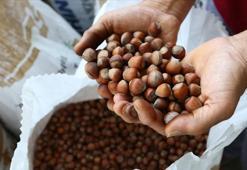 Rekabet Kurumu Başkanı Küle'den fındık alım sezonu öncesi sektöre uyarı