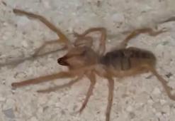 Elazığ'da panik: Et yiyen, zıplayabilen zehirli Sarıkız örümceği görüntülendi