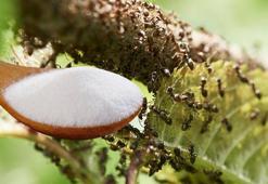 Ne zehir ne tuz! Karıncaları öldürmeden kurtulmak mümkün, keke değil bahçeye serpin