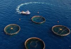 Doğu Karadeniz'in su ürünleri ihracatı 69,8 milyon doları aştı