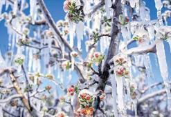 Zirai donda 90 bin mağdur