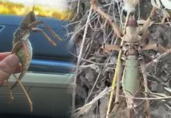 Piknik yapan vatandaşlar görür görmez dehşete kapıldı!