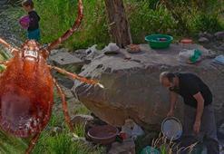 Çin'den gelen kene Türkiye'ye yerleşti! 2 yolla İstanbul'a girmiş: 'Ter kokusunu seviyor'