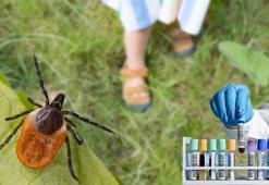 Keneler bu kan grubuna bayılıyor! Uzmanlar uyardı: 'Görmezden gelmeyin'