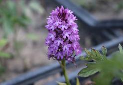 Özel izinle üretime başlayan Karabüklü çift, 60 kilogram ürün elde etti