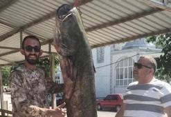 Meriç Nehri'nde 80 kilogramlık yayın balığı yakalandı Meriç Nehri'nde yakalanan dev! Kem