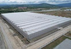 Zonguldak'taki sera organize tarım bölgesi ekonomiye yıllık 750 milyon lira katkı verecek