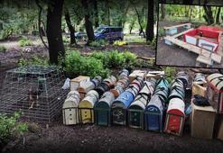 Horoz dövüşünde, hayvanları koruma derneği başkanı yakalandı