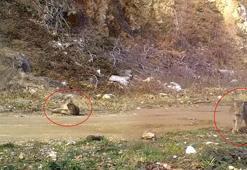 Nesli tehlike altında! Fotokapana yakalandı: Şimdi keyif zamanı