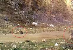Nesli tehlike altında! Fotokapana yakalandı: Şimdi keyif zamanı