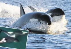 Balinaların yosun masajı