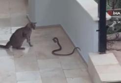 Kedi ile yılanın apartman girişindeki ilginç mücadelesi kamerada