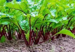 Potasyumda muzu solladı! Tok tutuyor, tam bir antioksidan bombası