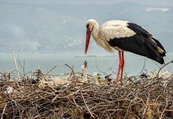 Yaren leyleğin yavrularına takip bileziği! Göç yolculukları artık uydudan izlenecek