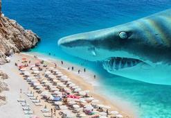 Köpek balıkları Türkiye sahillerinde ne arıyor? Yanlış biliyoruz: 'Kışkırtıcı sebepler var'