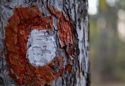 Ağaç üzerindeki boyalar bakın ne anlama geliyor! Meğer bambaşka bir sebebi varmış