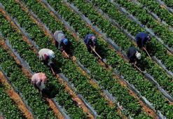 Çiftçilere 5,5 milyar lira destek ödemesi bugün yapılacak