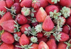 Kayısıya alternatif olarak çilek üreten kadın siparişlere yetişemiyor