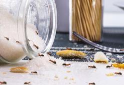 Karıncalar neden şekerin etrafına toplanır?